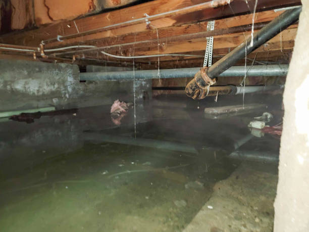 Best Water damage cleanup near me  in Platte, SD